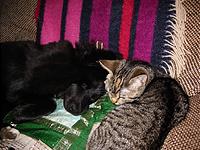 IMG_1029.jpg